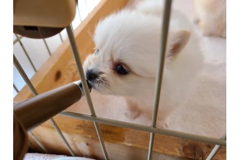 成約済の埼玉県のポメラニアン-114055の1枚目