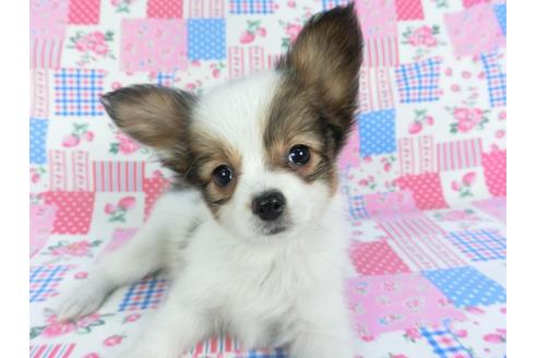 成約済の千葉県のパピヨン-117675