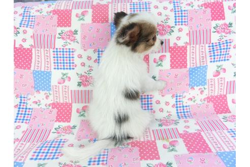 成約済の千葉県のパピヨン-117675の4枚目