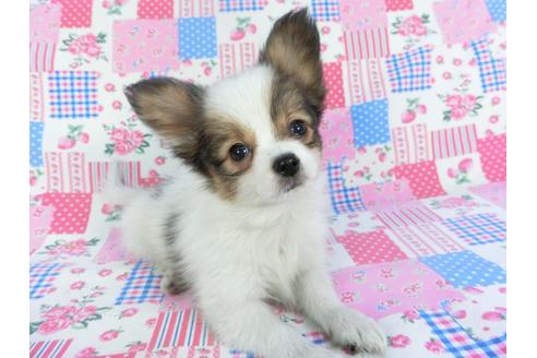 成約済の千葉県のパピヨン-117675の3枚目