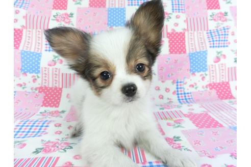 成約済の千葉県のパピヨン-117675の2枚目