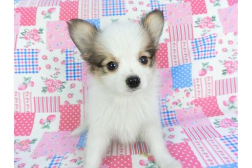 成約済の千葉県のパピヨン-117676