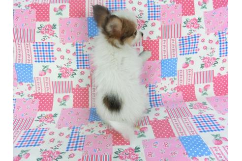 成約済の千葉県のパピヨン-117676の4枚目