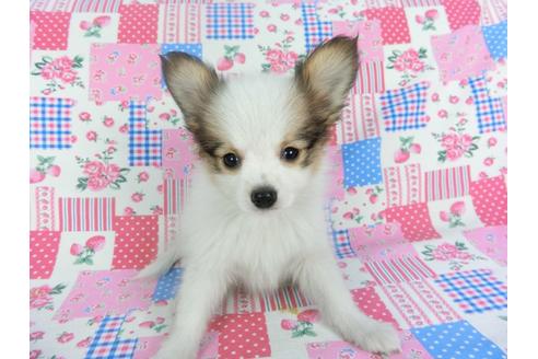 成約済の千葉県のパピヨン-117676の3枚目