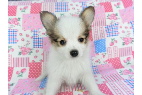 成約済の千葉県のパピヨン-117676の2枚目