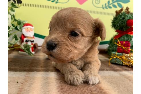 成約済の栃木県のマルプー:マルチーズ×トイプードル-117701の3枚目
