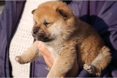 成約済の埼玉県の柴犬-117715の7枚目