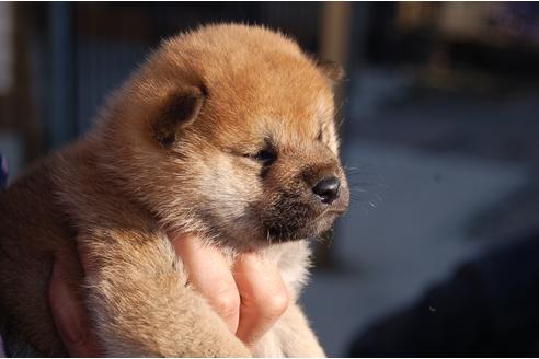 成約済の埼玉県の柴犬-117715の6枚目