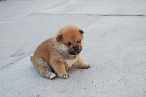 成約済の埼玉県の柴犬-117715の3枚目