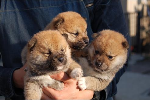 成約済の埼玉県の柴犬-117715の2枚目
