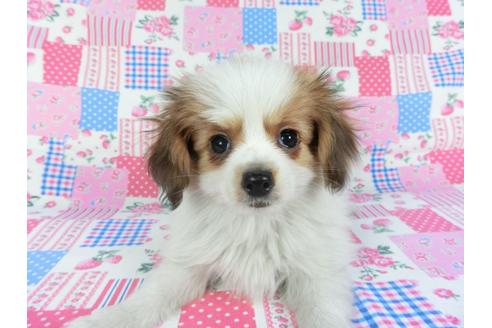 成約済の千葉県のパピヨン-113703の1枚目