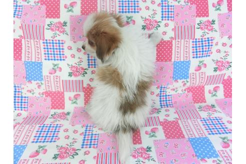 成約済の千葉県のパピヨン-113703の4枚目