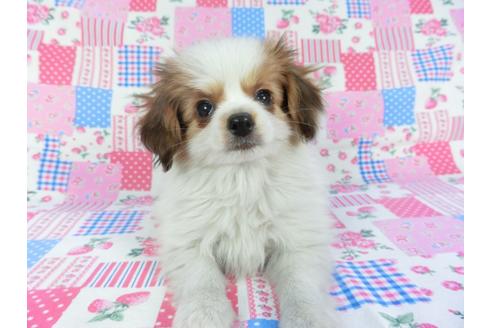 成約済の千葉県のパピヨン-113703の3枚目