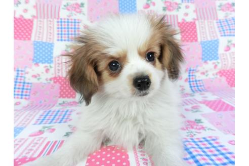 成約済の千葉県のパピヨン-113703の2枚目