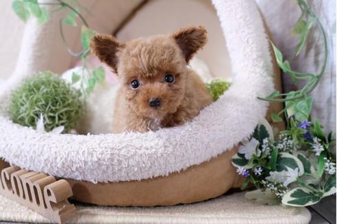 成約済の滋賀県のトイプードル-117609