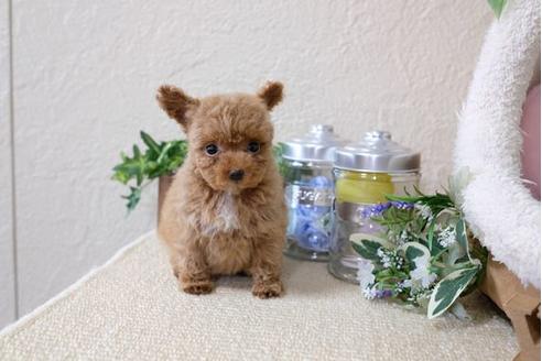 成約済の滋賀県のトイプードル-117609の5枚目