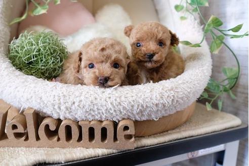 成約済の滋賀県のトイプードル-117609の4枚目