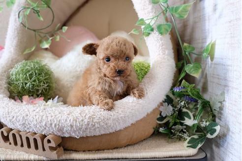 成約済の滋賀県のトイプードル-117609の3枚目