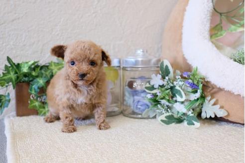 成約済の滋賀県のトイプードル-117609の2枚目