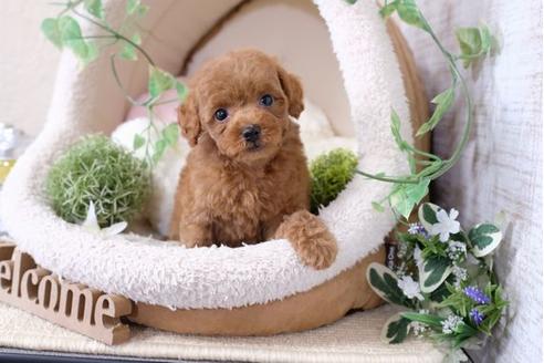 成約済の滋賀県のトイプードル-116460の5枚目