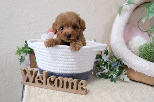 成約済の滋賀県のトイプードル-116460の4枚目