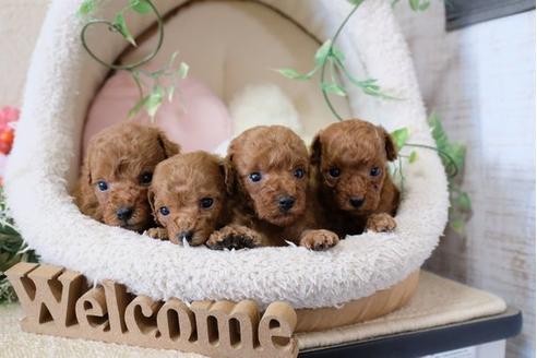 成約済の滋賀県のトイプードル-116460の3枚目