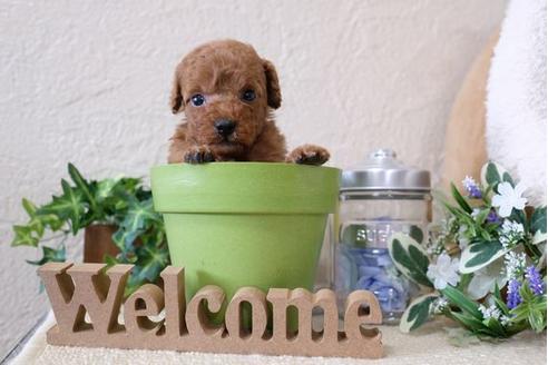 成約済の滋賀県のトイプードル-116460の2枚目