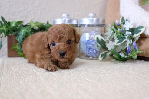 成約済の滋賀県のトイプードル-116460の1枚目