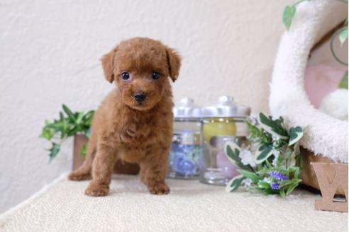 成約済の滋賀県のトイプードル-116461の1枚目