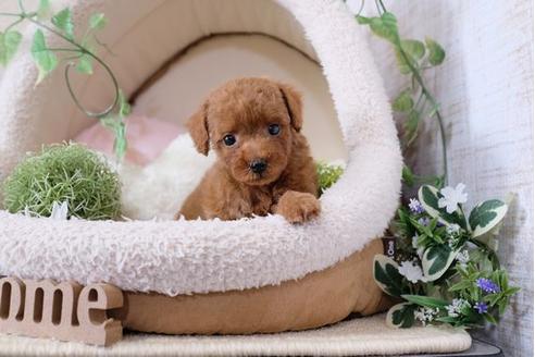 成約済の滋賀県のトイプードル-116461の5枚目