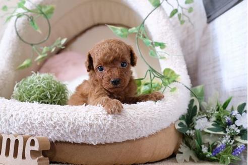 成約済の滋賀県のトイプードル-116461の3枚目