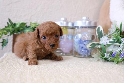 成約済の滋賀県のトイプードル-116461の2枚目