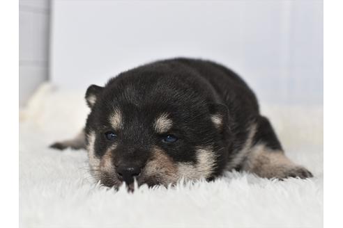 成約済の愛知県の柴犬-117059の5枚目