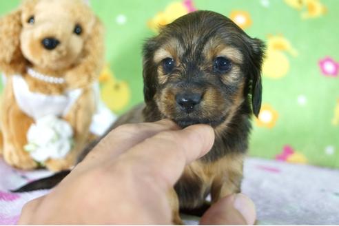 成約済の兵庫県のカニンヘンダックスフンド(ロングヘアード)-117785の1枚目