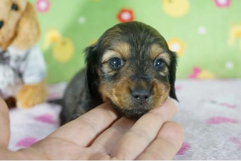成約済の兵庫県のカニンヘンダックスフンド(ロングヘアード)-117787の1枚目