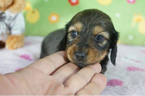 成約済の兵庫県のカニンヘンダックスフンド(ロングヘアード)-117787の2枚目
