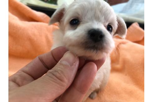 成約済の京都府のチワプー:チワワ×トイプードル-117790の1枚目