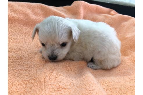 成約済の京都府のチワプー:チワワ×トイプードル-117790の5枚目