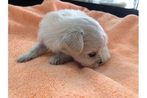 成約済の京都府のチワプー:チワワ×トイプードル-117790の4枚目