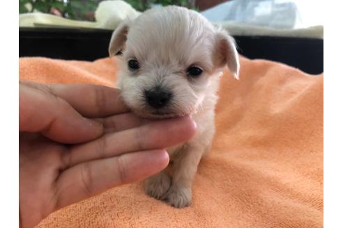 成約済の京都府のチワプー:チワワ×トイプードル-117790の3枚目