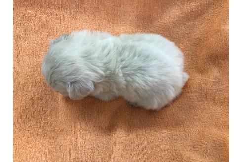 成約済の京都府のチワプー:チワワ×トイプードル-117790の2枚目