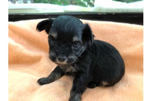 成約済の京都府のチワプー:チワワ×トイプードル-117792の1枚目