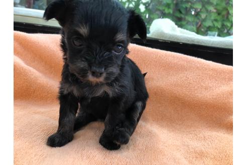 成約済の京都府のチワプー:チワワ×トイプードル-117792の4枚目