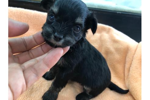 成約済の京都府のチワプー:チワワ×トイプードル-117792の3枚目