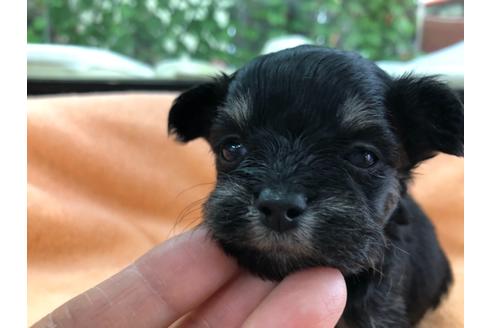 成約済の京都府のチワプー:チワワ×トイプードル-117792の2枚目