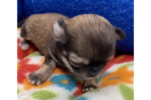 成約済の神奈川県のチワワ(ロングコート)-117197の69枚目