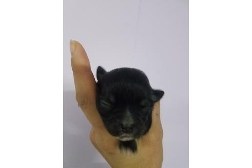 子犬