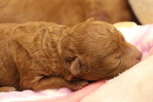 成約済の愛知県のトイプードル-117811の29枚目