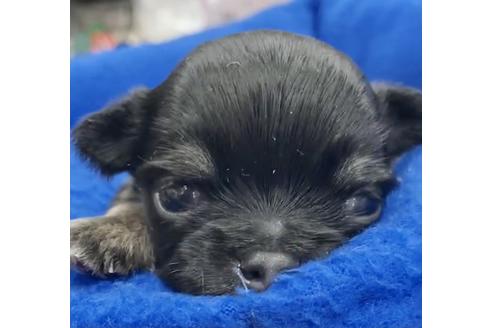 成約済の神奈川県のチワワ(ロングコート)-117200の50枚目