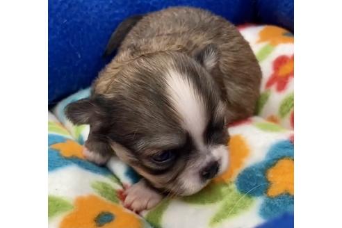 成約済の神奈川県のチワワ(ロングコート)-117291の42枚目
